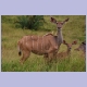 Aufmerksame Kudu-Kuh mit ihrem Jungen im iSimangaliso Nationalpark