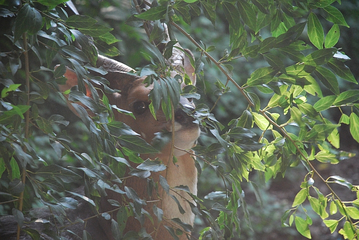 Bushbuck-Bock knabbert von einem Strauch