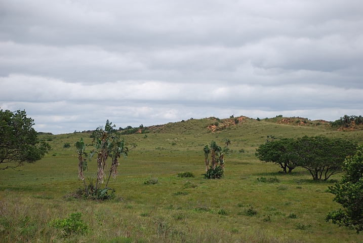 Bewachsene Dünen