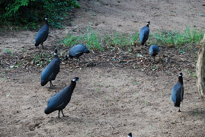 Das Gegacker dieser Crested Guineafowl (Kräuselhauben-Perlhühner) hat uns zeitig aus den Federn geholt