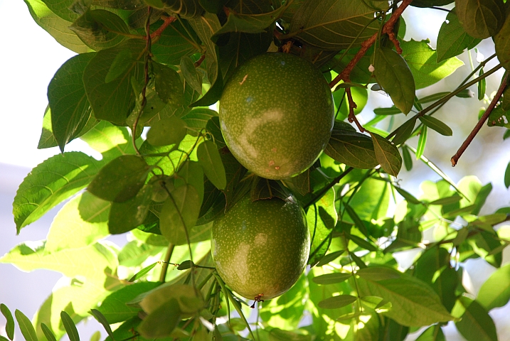 Eine Frucht die wir nicht kennen