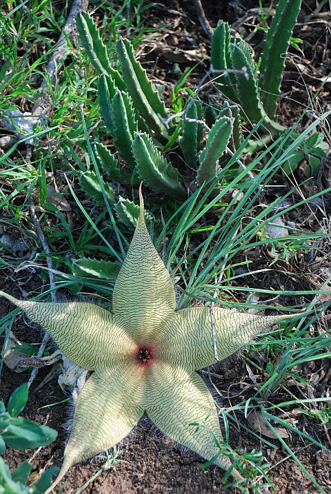 Sukkulenten-Blüte im Mkuze Nationalpark