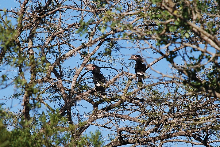 Trumpeter Hornbills (Trompeter-Hornvögel)