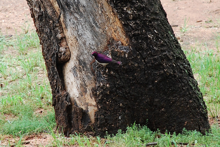 Violet-backed oder Starling (Amethystglanzstar)