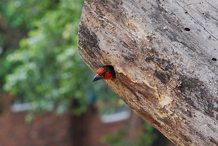 Ein Black-collared Barbet (Halsband-Bartvogel) guckt aus seiner Wohnhöhle