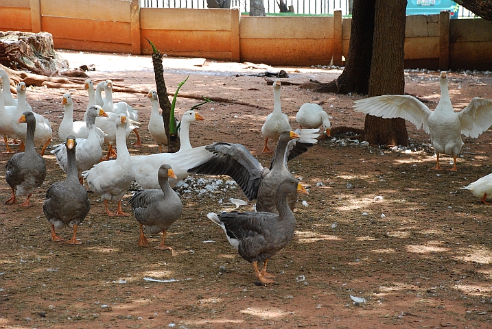 Gänse im Caravanpark in Rustenburg 