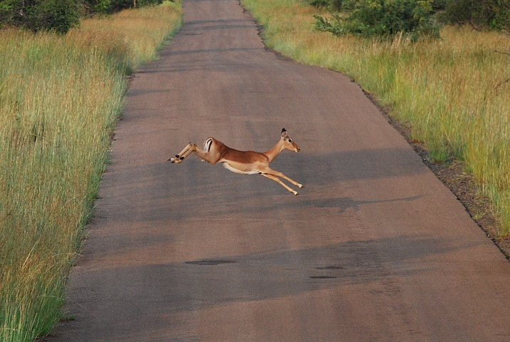 Ein junges Impala im gestreckten Gallop