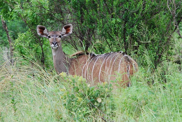Ein Kudu-Weibchen