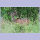 Ein Kudu-Weibchen