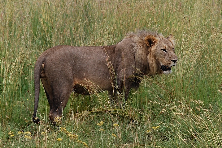 Der König der Tiere ist von eindrücklicher Statur...