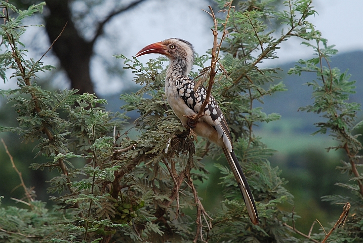 Southern Red-billed Hornbill (Rotschnabeltoko)