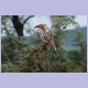 Southern Red-billed Hornbill (Rotschnabeltoko)
