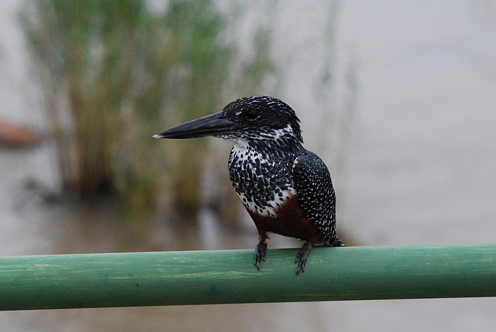 Giant Kingfisher-Dame (Riesenfischer)