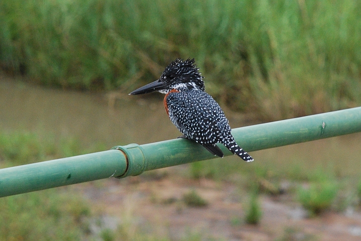 Das Männchen des Giant Kingfisher Paares (Riesenfischer)