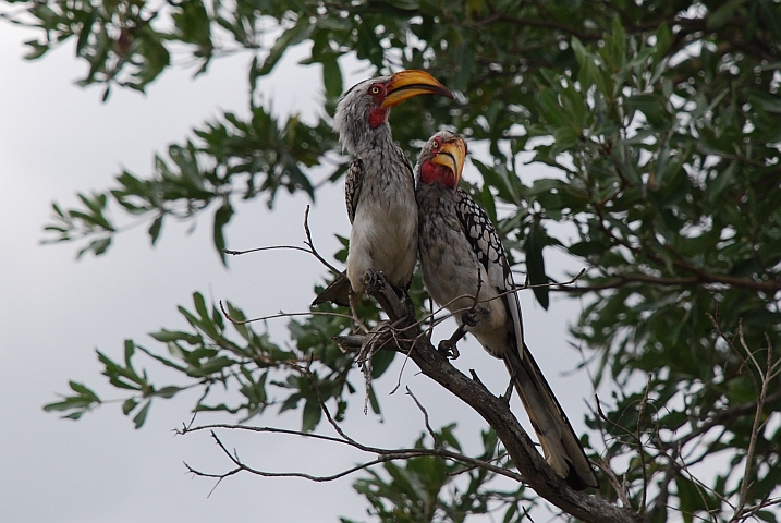 Zwei Southern Yellow-billed Hornbill (Gelbschnabeltokos) beim Turteln