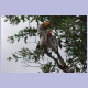 Zwei Southern Yellow-billed Hornbill (Gelbschnabeltokos) beim Turteln