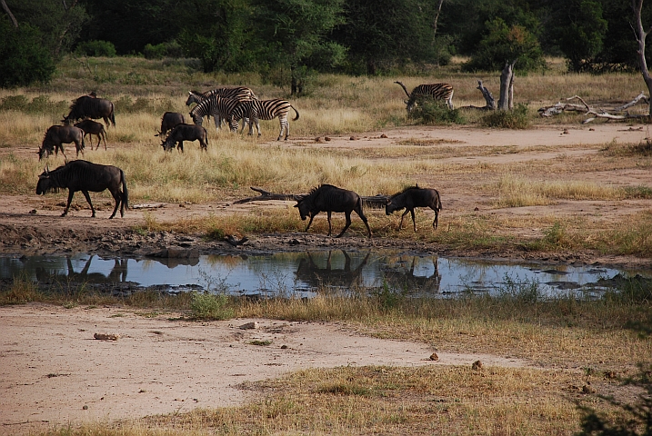 Gnus und Zebras am Welverdiend Wasserloch in der Nähe von Satara im Krüger Nationalpark