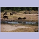 Gnus und Zebras am Welverdiend Wasserloch in der Nähe von Satara im Krüger Nationalpark