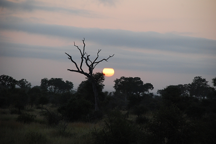 Morgenstimmung bei Satara im Krüger Nationalpark