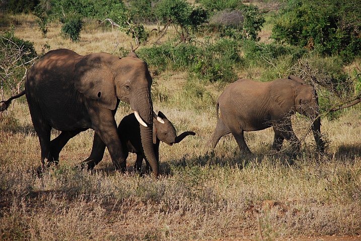 Teil einer Elefantensippe beim Girivana Wasserloch westlich von Satara (Krüger NP)