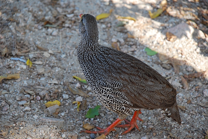 Natal Francolin (Natalfrankolin)