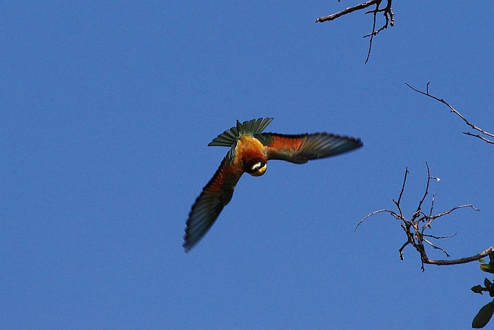 European Bee-eater (Bienenfresser) im Anflug