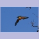 European Bee-eater (Bienenfresser) im Anflug
