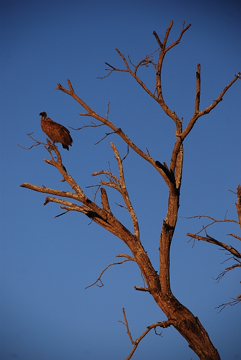 White-backed Vulture (Weissrückengeier) in der späten Nachmittagssonne