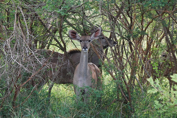 Kudus