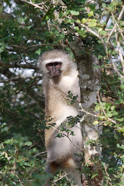 Vervet Monkey