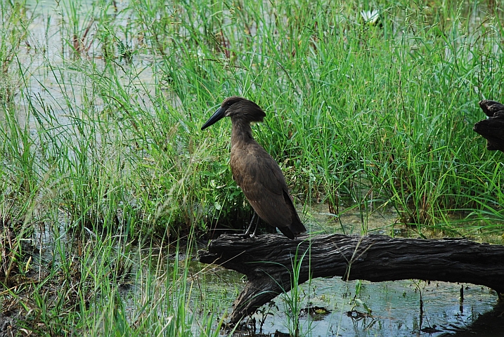 Hamerkop (Hammerkopf)