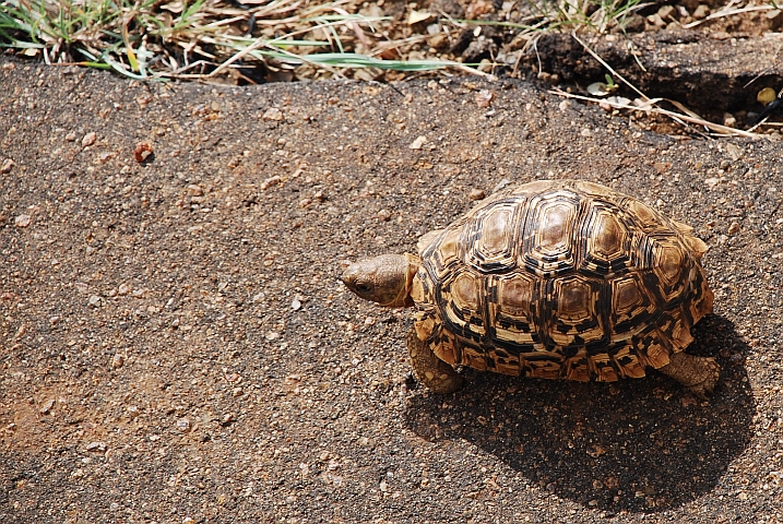 Schildkröte unterwegs am Strassenrand