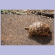 Schildkröte unterwegs am Strassenrand