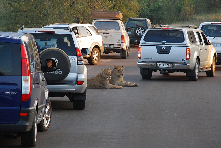 Zwei Löwen liegen zwischen den Autos auf der Strasse