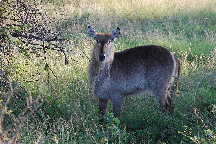 Hübsche Waterbuck-Dame