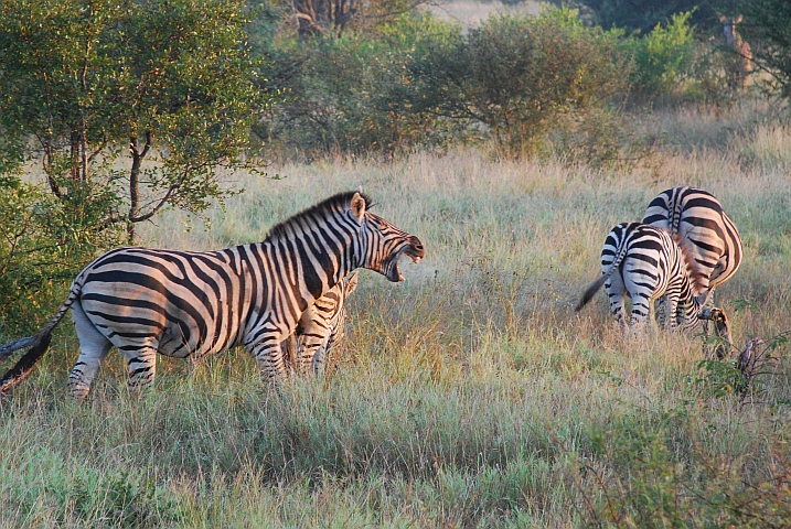 Gähnendes Zebra