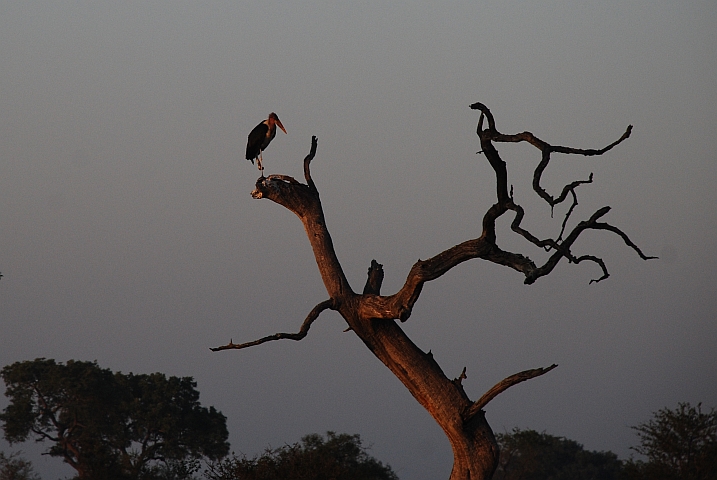 Marabou Stork (Marabu)