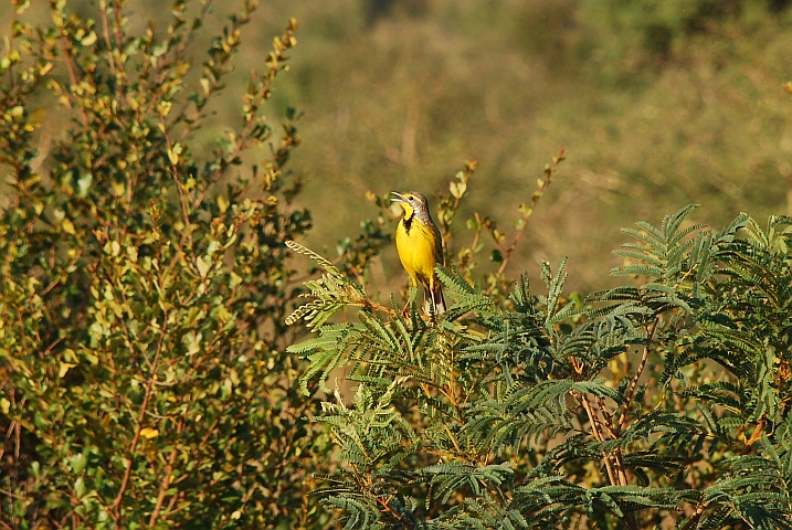 Yellow-throated Longclaw (Gelbkehlpieper)