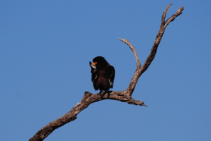 Bateleur (Gaukler)