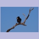 Bateleur (Gaukler)