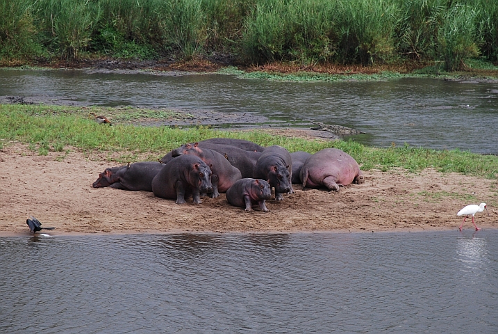 Flusspferde für einmal ausserhalb des Wassers mit allerlei Federvieh (v.l.n.r African Darter, Egyptian Goose, Red-billed Oxpecker, African Spoonbill)