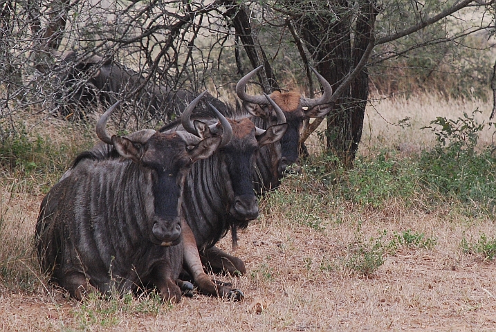 Warum heissen Gnus auf englisch eigentlich Wildebeest, so wild sehen sie doch gar nicht aus