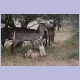 Waterbuck-Baby mit Familie