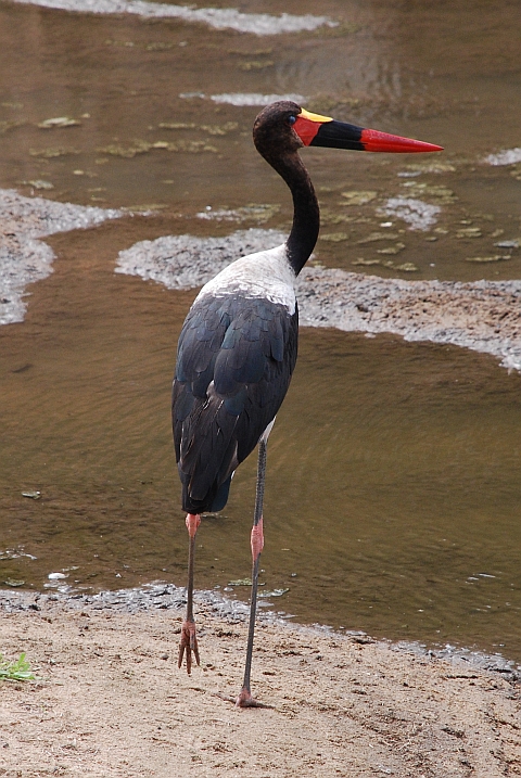 Männlicher Saddle-billed Stork (Sattelstorch)