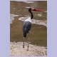 Männlicher Saddle-billed Stork (Sattelstorch)