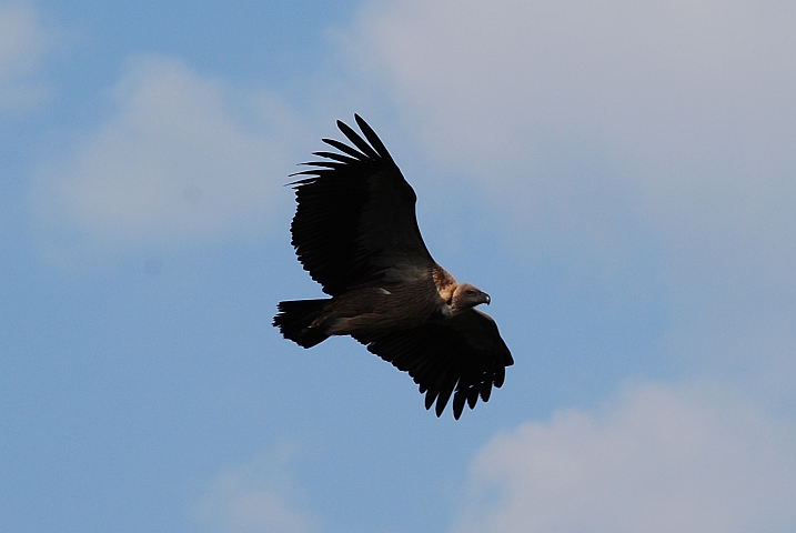 Ein White-backed Vulture (Weissrückengeier) im Vorbeiflug