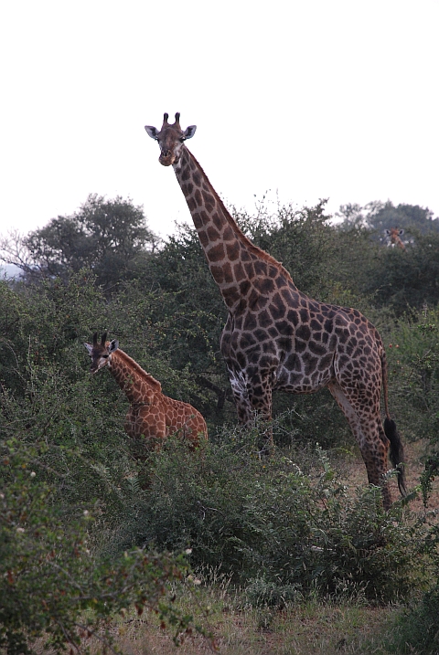 Kleine Giraffe mit seiner grossen Mutter