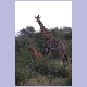 Kleine Giraffe mit seiner grossen Mutter