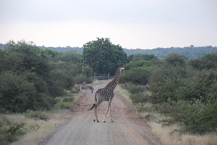 Giraffe und Zebras vor dem Eingangstor zum Balule Camp