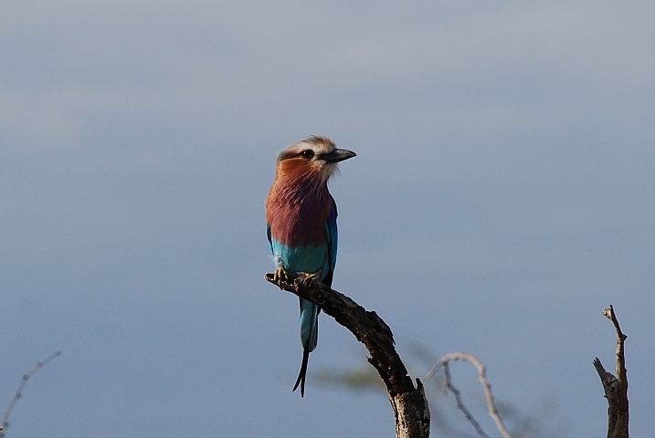 Die Lilac-breasted Roller (Gabelracke) kann man einfach nicht aufhören zu fotografieren